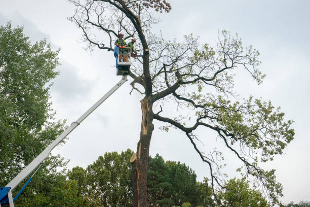 Best Large Tree Removal  in Anadarko, OK